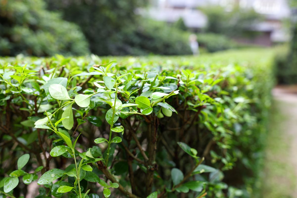 Hecke schneiden: Gesetzliche Fristen & beste Zeit