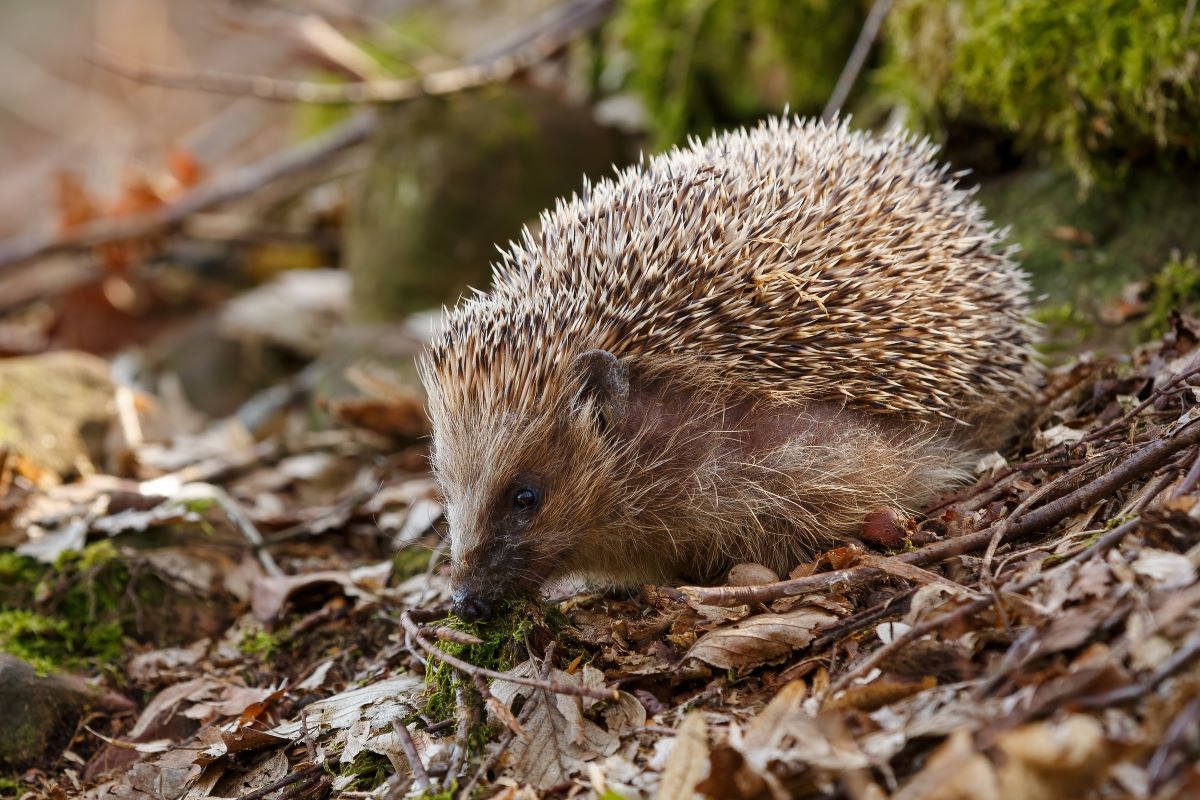 Igel im Garten helfen – Alb-Donau-Kreis Ratgeber
